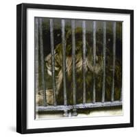 Lion at the Jardin Des Plantes, Paris (Vth Arrondissement), Circa 1895-1900-Leon, Levy et Fils-Framed Premium Photographic Print