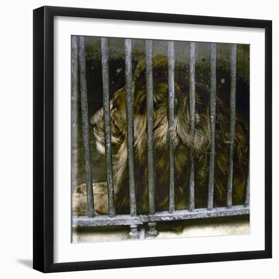 Lion at the Jardin Des Plantes, Paris (Vth Arrondissement), Circa 1895-1900-Leon, Levy et Fils-Framed Premium Photographic Print