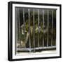 Lion at the Jardin Des Plantes, Paris (Vth Arrondissement), Circa 1895-1900-Leon, Levy et Fils-Framed Premium Photographic Print