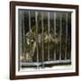 Lion at the Jardin Des Plantes, Paris (Vth Arrondissement), Circa 1895-1900-Leon, Levy et Fils-Framed Photographic Print