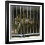 Lion at the Jardin Des Plantes, Paris (Vth Arrondissement), Circa 1895-1900-Leon, Levy et Fils-Framed Photographic Print