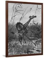 Lion Attacks Giraffe-Richard Friese-Framed Art Print