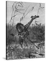 Lion Attacks Giraffe-Richard Friese-Stretched Canvas