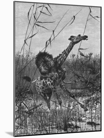 Lion Attacks Giraffe-Richard Friese-Mounted Art Print