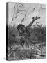 Lion Attacks Giraffe-Richard Friese-Stretched Canvas