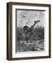 Lion Attacks Giraffe-Richard Friese-Framed Art Print