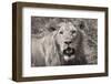 Lion BW-Max Blakesberg Studios-Framed Photographic Print