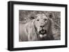 Lion BW-Max Blakesberg Studios-Framed Photographic Print