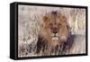 Lion Close-Up of Head, Facing Camera-null-Framed Stretched Canvas