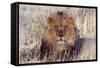 Lion Close-Up of Head, Facing Camera-null-Framed Stretched Canvas