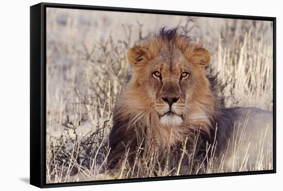 Lion Close-Up of Head, Facing Camera-null-Framed Stretched Canvas