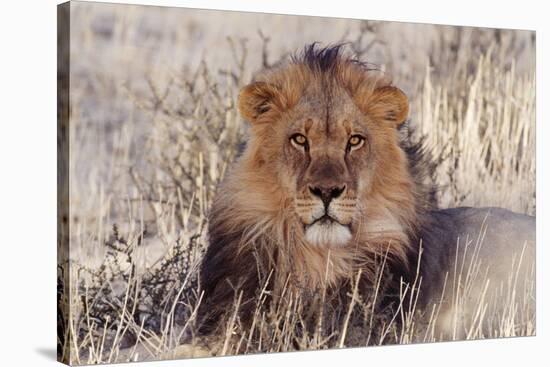 Lion Close-Up of Head, Facing Camera-null-Stretched Canvas