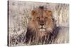 Lion Close-Up of Head, Facing Camera-null-Stretched Canvas