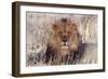 Lion Close-Up of Head, Facing Camera-null-Framed Premium Photographic Print