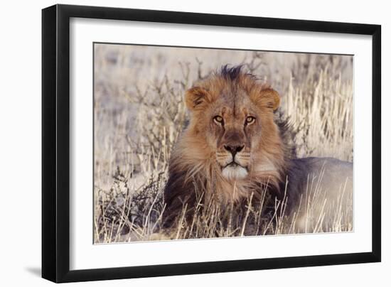 Lion Close-Up of Head, Facing Camera-null-Framed Premium Photographic Print