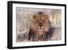 Lion Close-Up of Head, Facing Camera-null-Framed Premium Photographic Print