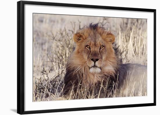 Lion Close-Up of Head, Facing Camera-null-Framed Premium Photographic Print