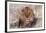 Lion Close-Up of Head, Facing Camera-null-Framed Premium Photographic Print