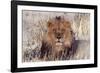 Lion Close-Up of Head, Facing Camera-null-Framed Premium Photographic Print