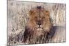 Lion Close-Up of Head, Facing Camera-null-Mounted Premium Photographic Print