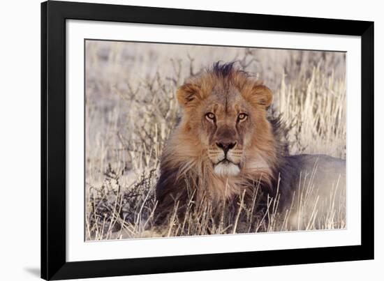 Lion Close-Up of Head, Facing Camera-null-Framed Photographic Print