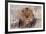 Lion Close-Up of Head, Facing Camera-null-Framed Photographic Print