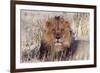 Lion Close-Up of Head, Facing Camera-null-Framed Photographic Print