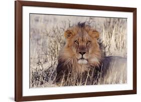 Lion Close-Up of Head, Facing Camera-null-Framed Photographic Print