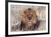 Lion Close-Up of Head, Facing Camera-null-Framed Photographic Print