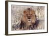 Lion Close-Up of Head, Facing Camera-null-Framed Photographic Print