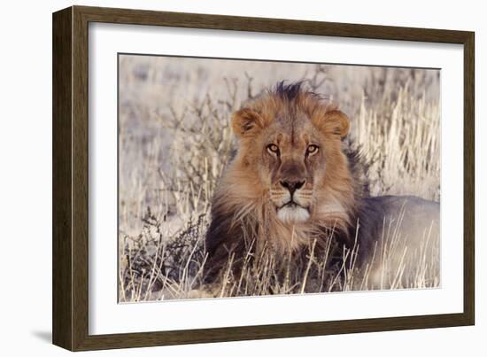 Lion Close-Up of Head, Facing Camera-null-Framed Photographic Print