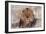 Lion Close-Up of Head, Facing Camera-null-Framed Photographic Print