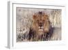 Lion Close-Up of Head, Facing Camera-null-Framed Photographic Print