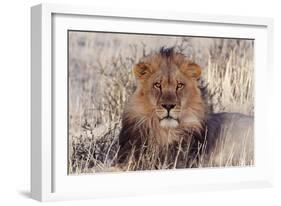 Lion Close-Up of Head, Facing Camera-null-Framed Photographic Print