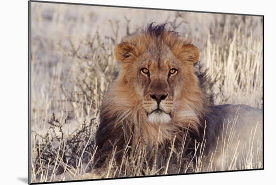 Lion Close-Up of Head, Facing Camera-null-Mounted Photographic Print