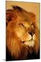 Lion Close Up-null-Mounted Poster