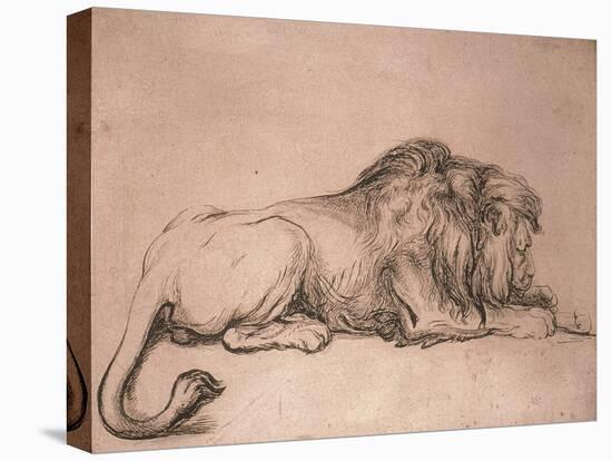 Lion couché rongeant un os-Rembrandt van Rijn-Stretched Canvas