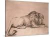 Lion couché rongeant un os-Rembrandt van Rijn-Stretched Canvas
