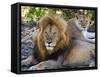 Lion Couple (Panthera Leo), Masai Mara National Reserve, Kenya, East Africa, Africa-null-Framed Stretched Canvas