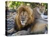 Lion Couple (Panthera Leo), Masai Mara National Reserve, Kenya, East Africa, Africa-null-Stretched Canvas