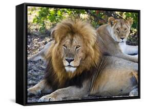 Lion Couple (Panthera Leo), Masai Mara National Reserve, Kenya, East Africa, Africa-null-Framed Stretched Canvas