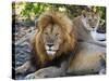 Lion Couple (Panthera Leo), Masai Mara National Reserve, Kenya, East Africa, Africa-null-Stretched Canvas