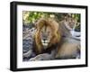 Lion Couple (Panthera Leo), Masai Mara National Reserve, Kenya, East Africa, Africa-null-Framed Photographic Print