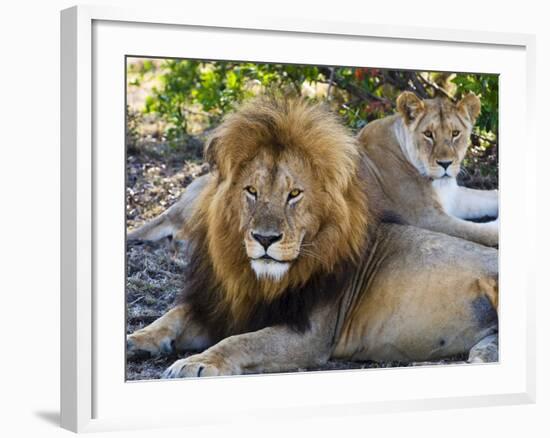 Lion Couple (Panthera Leo), Masai Mara National Reserve, Kenya, East Africa, Africa-null-Framed Photographic Print