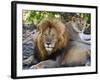 Lion Couple (Panthera Leo), Masai Mara National Reserve, Kenya, East Africa, Africa-null-Framed Photographic Print
