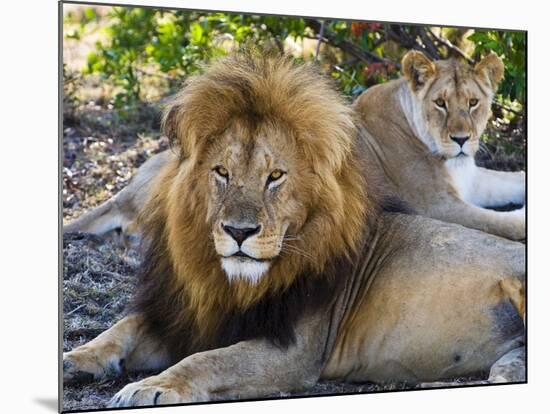 Lion Couple (Panthera Leo), Masai Mara National Reserve, Kenya, East Africa, Africa-null-Mounted Photographic Print