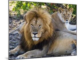 Lion Couple (Panthera Leo), Masai Mara National Reserve, Kenya, East Africa, Africa-null-Mounted Photographic Print