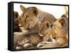 Lion cub among female lions, Samburu National Game Reserve, Kenya-Adam Jones-Framed Stretched Canvas