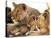 Lion cub among female lions, Samburu National Game Reserve, Kenya-Adam Jones-Stretched Canvas