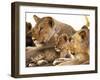 Lion cub among female lions, Samburu National Game Reserve, Kenya-Adam Jones-Framed Photographic Print